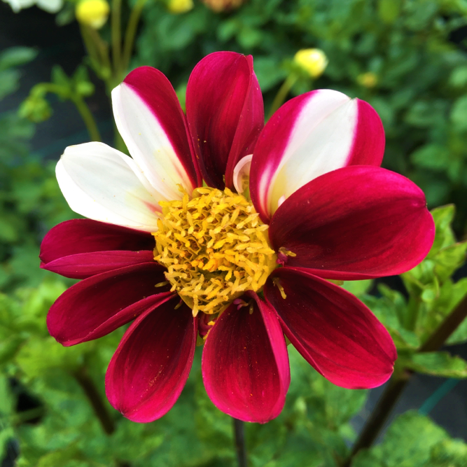 Dahlia Twyning's Smartie